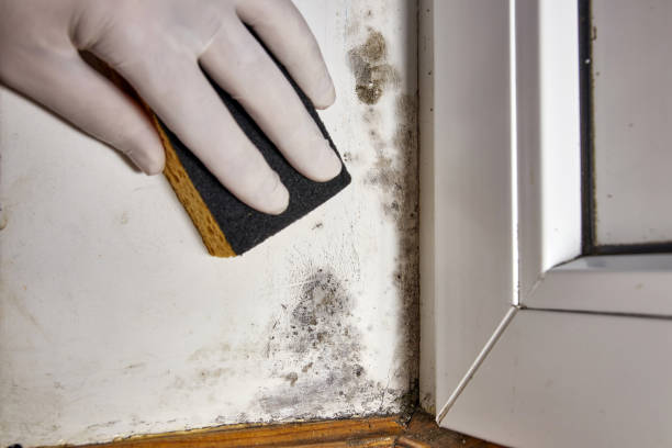 Reliable Alpine, CA Mold Removal Solutions